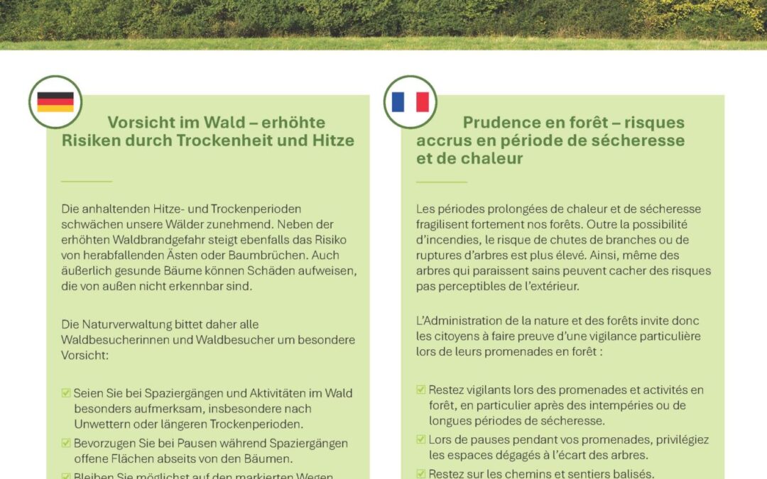 Vorsicht im Wald // Prudence en forêt